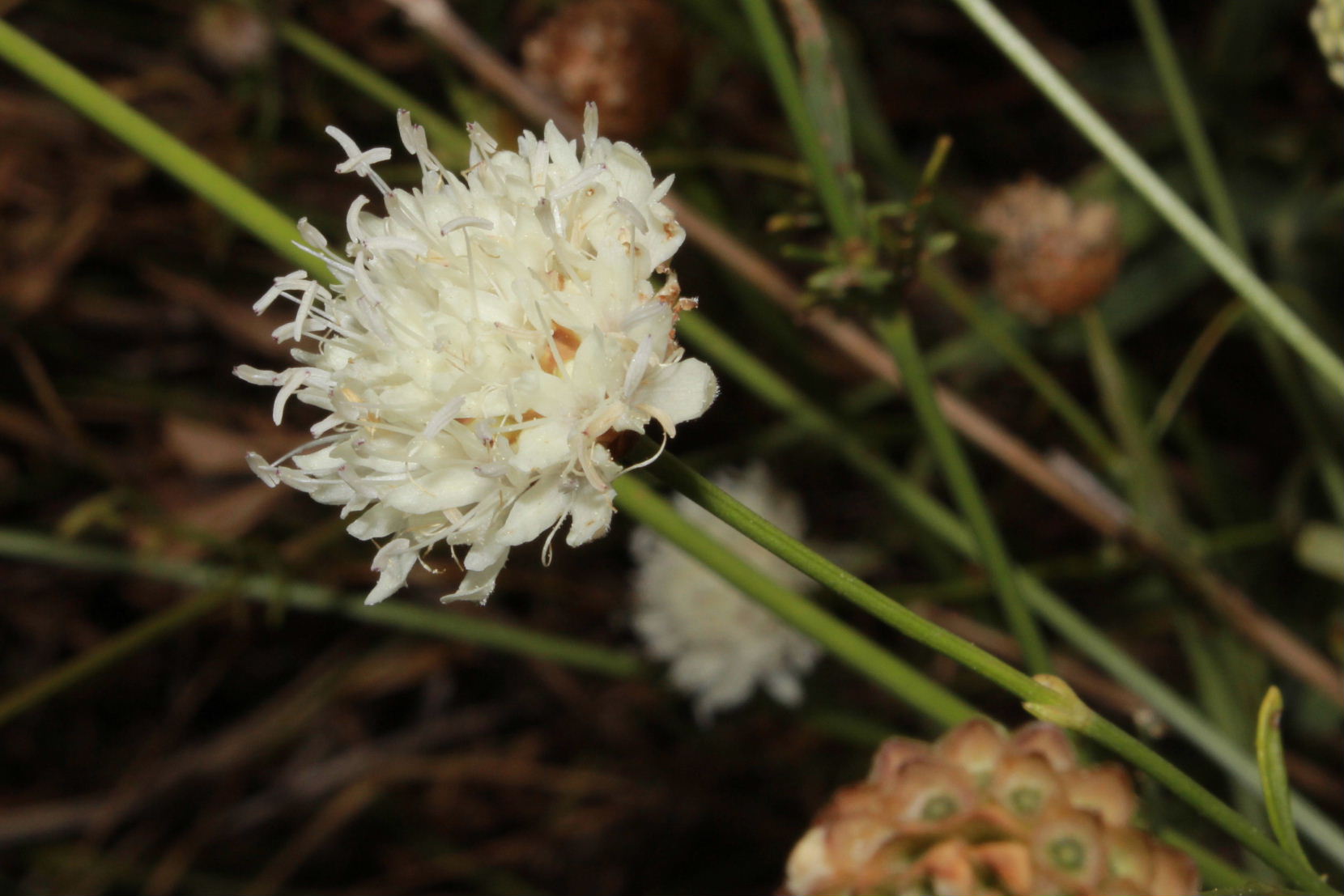 Cephalaria leucantha / Vedovina a teste bianche